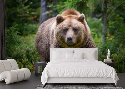 Wild Brown Bear in the summer forest. Animal in natural habitat. Wildlife scene Wall mural