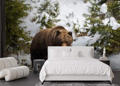 Wild brown bear in winter forest Wall mural