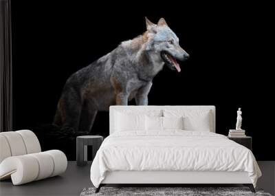 Wolf isolated on black background Wall mural