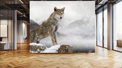 Wolf stands on a felled tree against the background of mountains in winter Wall mural