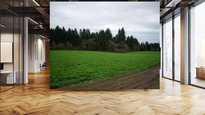 Field of clover 2 Wall mural