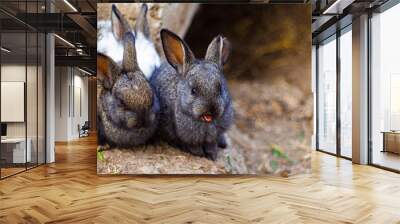 Two wild gray toddler rabbits. Wall mural