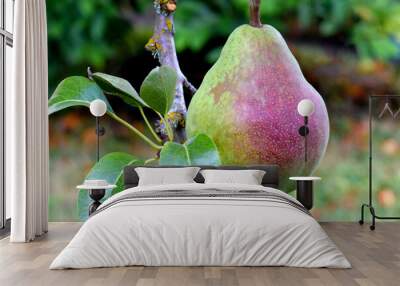 Red Speck Pear 06 Wall mural