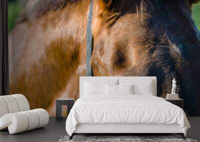 portrait of a horse Wall mural