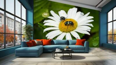 Daisy flower with two beetles on it Wall mural