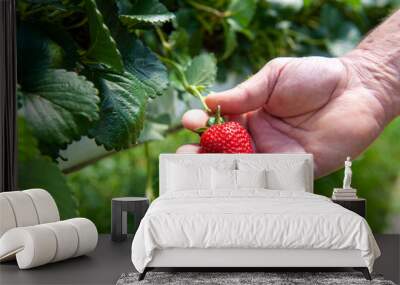 Farmer's working hand holding a strawberry in a hydroponic greenhouse Wall mural