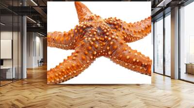 Close Up of a Starfish on a Transparent Background Wall mural