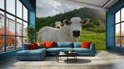 Nellore cattle. Oxen in the foreground. Brazilian livestock. mad cow. Wall mural