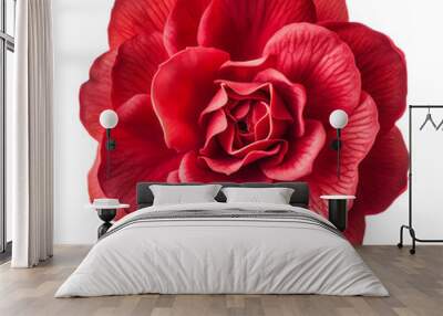 red carnation flower Wall mural