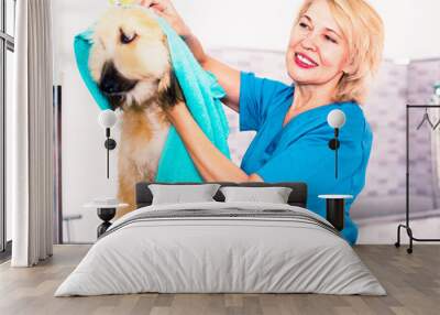 Mature woman hairdresser wipes puppy of Afghan hound in hairdresser for dogs Wall mural