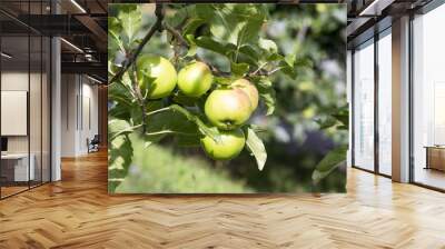 Tree with quality Braeburn apples Wall mural