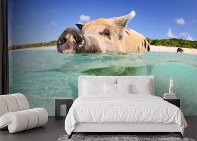 Happy pig on the beach in the Bahamas, over-under in clear water Wall mural