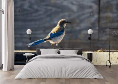 Scrub jay Wall mural