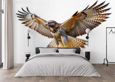 red tailed hawk in flight. Red tailed hawk isolated on white background with shadow. Hawk isolated. Hawk with his wings spread on white background. Wall mural