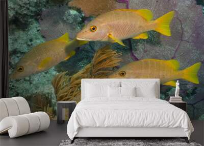 tropical fish Wall mural