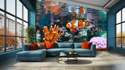 ocellaris clownfish Wall mural