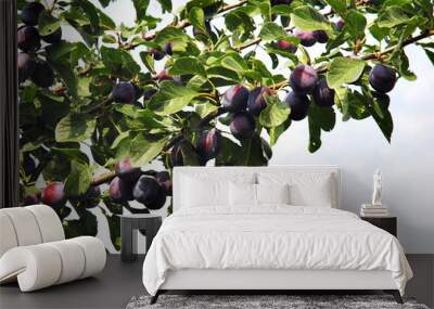 plums on the tree 2 Wall mural