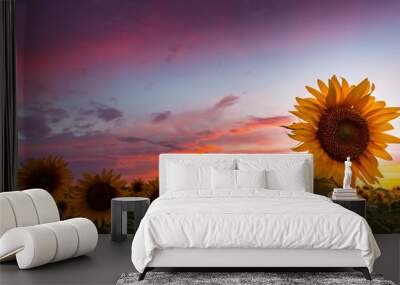 Sunflower fields profiled on warm sunset colors, in rural field in Europe Wall mural