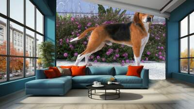 beagle harrier en position standard Wall mural