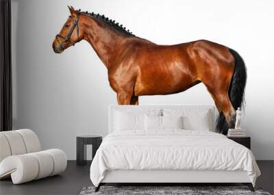 Bay horse exterior isolated on white background Wall mural