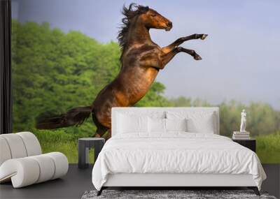 Bay horse with long mane rearing up in spring field Wall mural