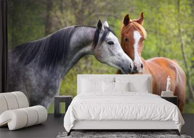 Beautiful red and grey colour arabian horse couple in love Wall mural