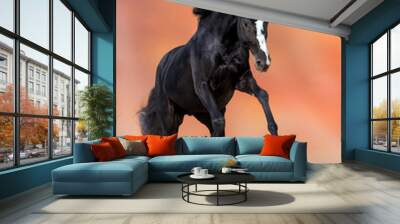 Black stallion run in sand Wall mural