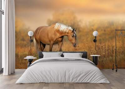 Cream horse in motion  at sunset light Wall mural