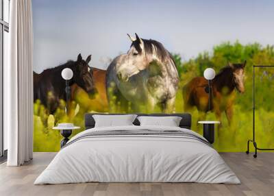 Horse herd on pasture Wall mural