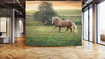 horse in the field Wall mural