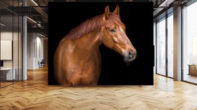 Red horse portrait on black background Wall mural