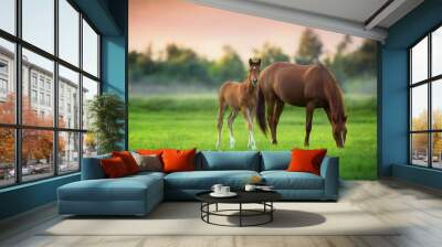 Red mare and foal on green pasture on fog morning Wall mural