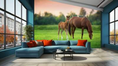 Red mare and foal on green pasturein sunrise Wall mural