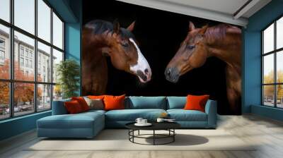 two beautiful horses portrait on black background Wall mural