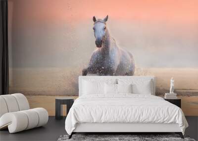 White horse runs gallop through the water with spray at pink dawn Wall mural