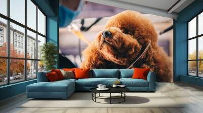 Grooming a dog in a grooming salon. Animal care. Wall mural