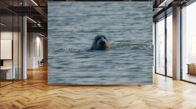 seal in water Wall mural