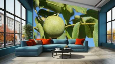 a green organic pear on the tree branch Wall mural