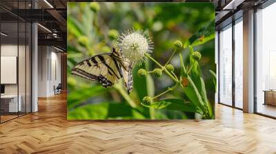 butterfly on buttonbush flower in summer  Wall mural