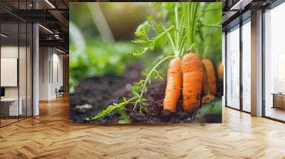 Harvest fresh carrots in the garden. Concept of harvesting vegetables in greenhouse Wall mural