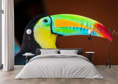 The toucan pico iris or toucan is a species of bird of the Ramphastidae family. This is a kind of population in southern Mexico, Colombia and western Venezuela. It is the national bird of Belize. Wall mural