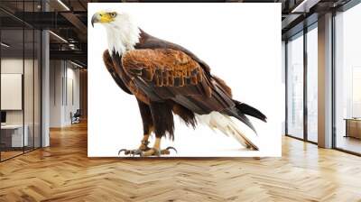 African Fish Eagle on white background  Wall mural