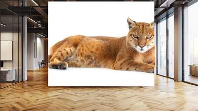 African Golden Cat on white background  Wall mural