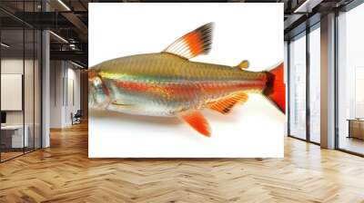 Ember Tetra full body clearly photo on white background ,  Wall mural