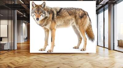 Eurasian Wolf full body clearly photo on white background  Wall mural