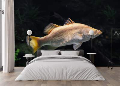 Rare Golden Barramundi  Wall mural