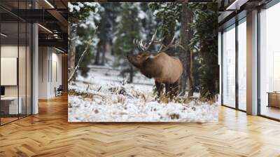 Closeup shot of a brown rocky mountain elk standing in the middle of green trees covered with snow Wall mural