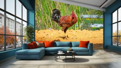 chicken on the farm Wall mural