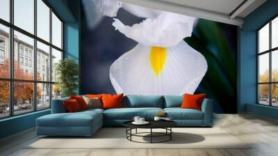 Iris in Spring time Wall mural