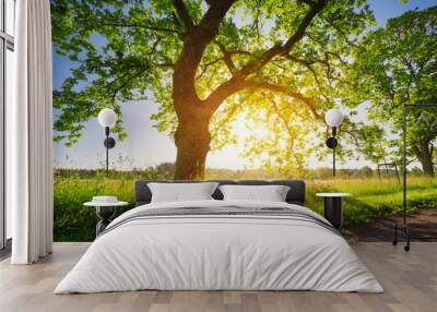 birch tree foliage in morning light with sunlight. Sunrise on the field Wall mural